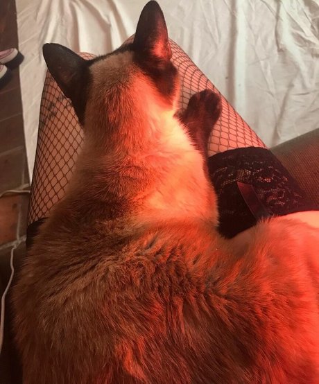 Photo nue de fuite OnlyFans de Locallbimbo