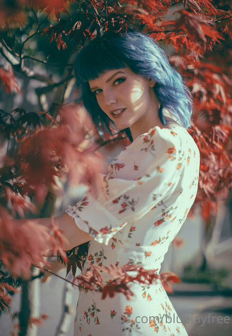 Bluejayfree