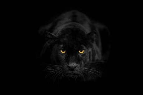 Darkvenom