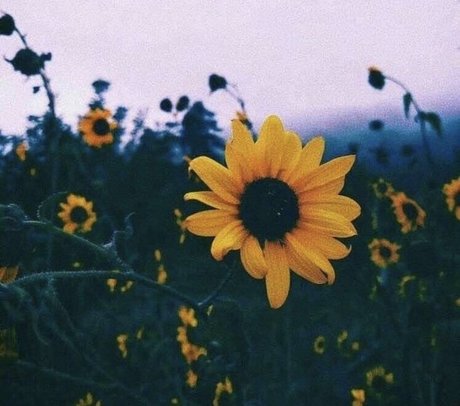 Afreewoman Ashley Duralia