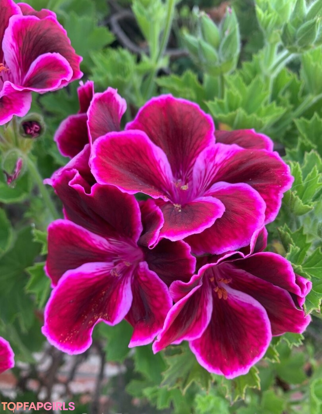 Photo nue de fuite OnlyFans de Margotdeveraux #47 Photo nue de fuite OnlyFans de Margotdeveraux #47