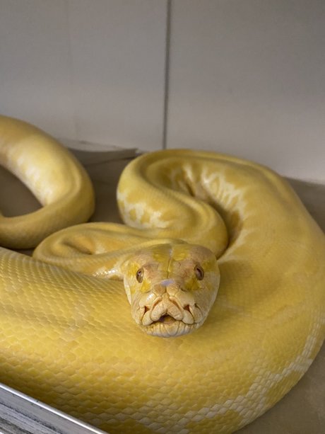 Photo nue de fuite OnlyFans de Cheddar The Python