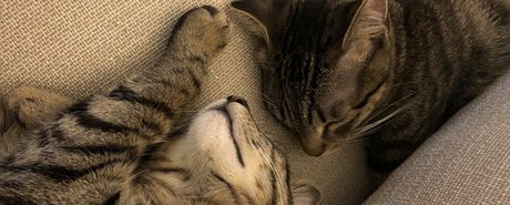 Naughty Kittens