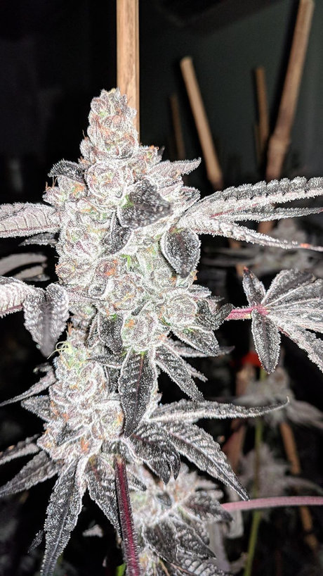 Photo nue de fuite OnlyFans de Tretheplug