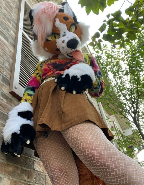Fox_anatomy