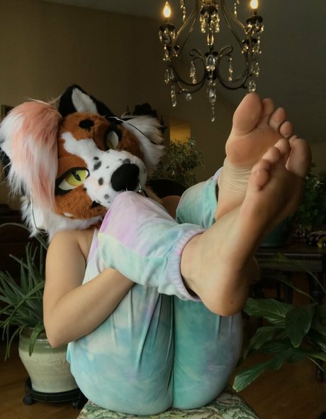 Fox_anatomy