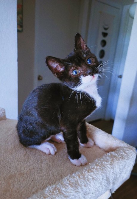 Fosterkittendad
