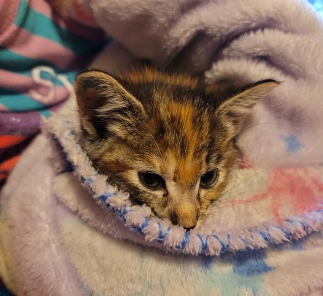 Fosterkittendad