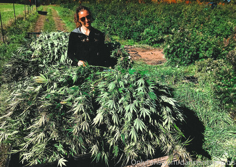 Danceincannabis