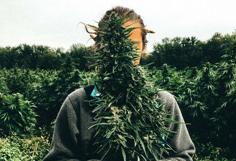 Danceincannabis