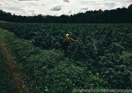 Danceincannabis